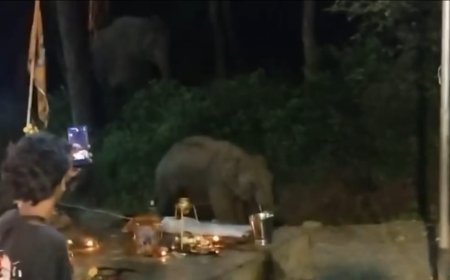 डीजे के शोर से भड़के हाथी: दून में कांवड़ यात्रियों के भंडारे में घुसने का खतरनाक मंजर