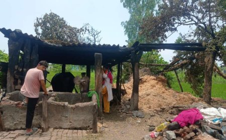 बिंदुखत्ता गौशाला में भयंकर आग: मवेशी और भूसा जलकर खाक, विधायक ने किया निरीक्षण