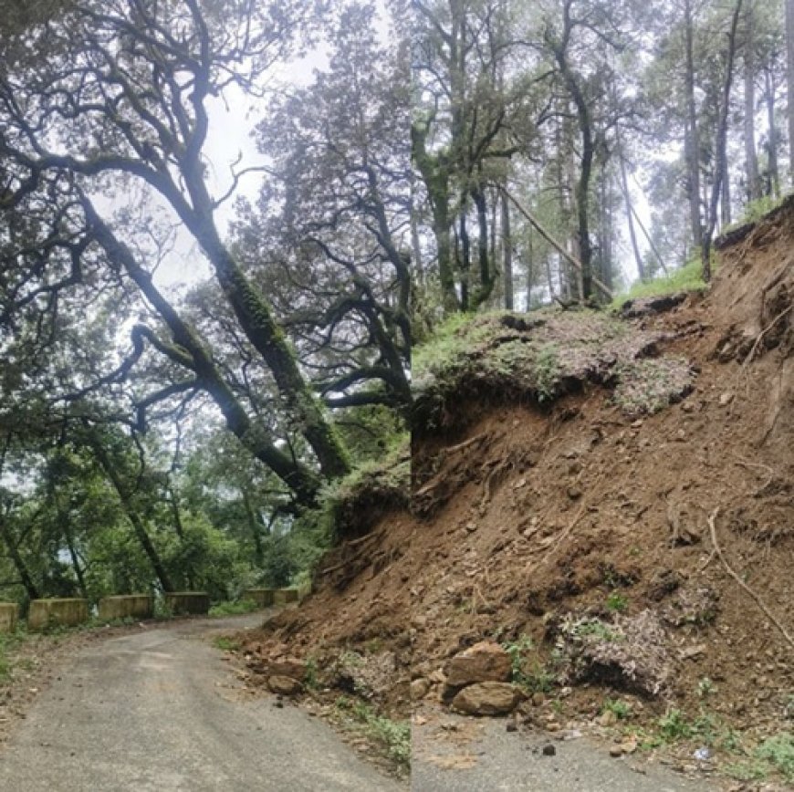 विशाल पेड़ गिरने की कगार पर, ग्रामीणों और बच्चों की सुरक्षा पर मंडरा रहा खतरा
