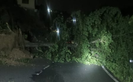 उत्तराखंड में भूस्खलन: अल्मोड़ा-हल्द्वानी हाईवे पर पेड़ गिरने से यातायात ठप