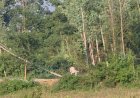 रामनगर के मालधन चौड़-मोहननगर में लकड़ी माफियाओं की चांदी, अधिकारी मौन
