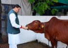 Uttarakhand: सीएम धामी ने गोवर्धन पूजा के अवसर पर की गौमाता की पूजा- अर्चना