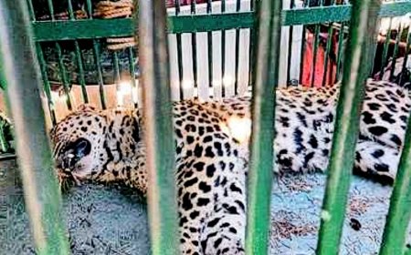 13 घंटे तक गुलदार के साथ कमरे में बंद रहा पालतू कुत्ता, सुरक्षित