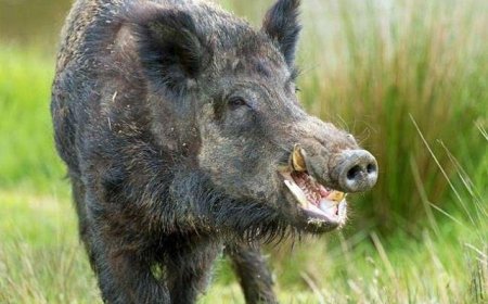 आंदोलनकारियों पर जंगली सुअरों का हमला, ढलान में पड़ा कूदना, 02 गंभीर घायल