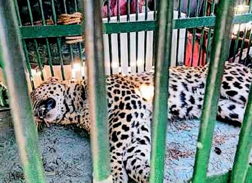 13 घंटे तक गुलदार के साथ कमरे में बंद रहा पालतू कुत्ता, सुरक्षित