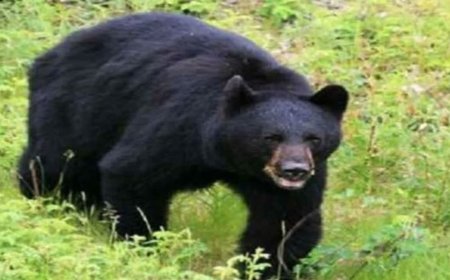 उत्तरकाशी: भालू के हमले में 65 वर्षीय महिला गंभीर रूप से घायल