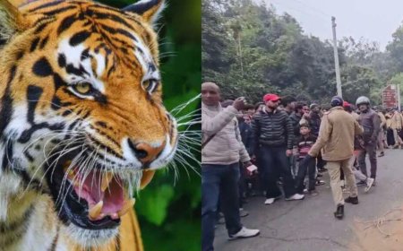 जंगल लकड़ी लेने गई महिला को बाघ ने बनाया निवाला – Nainital News