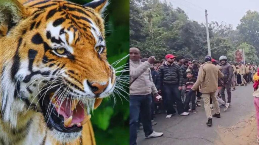 जंगल लकड़ी लेने गई महिला को बाघ ने बनाया निवाला – Nainital News