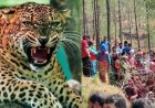 पौड़ी: दिनदहाड़े गुलदार का आतंक, महिला बनी शिकार