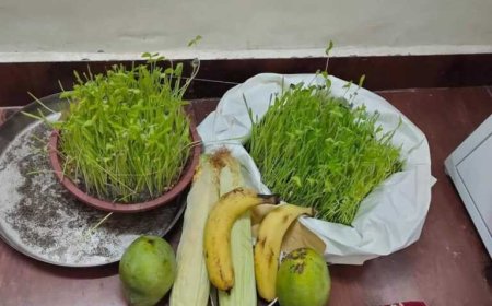 हरेला: हरियाली का पर्व नहीं बल्कि विश्वास और धैर्य का प्रतीक