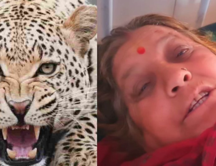 65 वर्षीय पहाड़ की वीर महिला की कहानी: गुलदार के हमले में दिखाया साहस