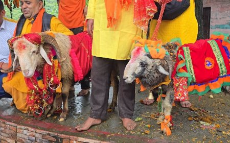 आस्था या दैवीय चमत्कार: नंदा बड़ी जात में अगुआई कर रहे एक नहीं बल्कि दो दो चौसिंग्या खाडू