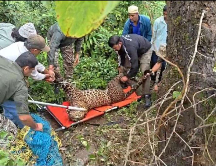 बड़ी खबर-: यहां फंसा तेंदुआ, वन विभाग ने ट्रैंकुलाइजर से किया सुरक्षित रेस्क्यू ।।