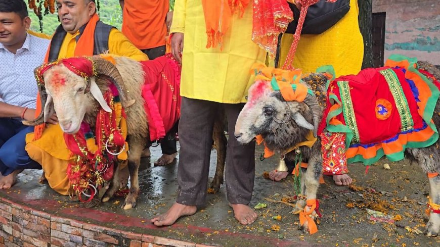 आस्था या दैवीय चमत्कार: नंदा बड़ी जात में अगुआई कर रहे एक नहीं बल्कि दो दो चौसिंग्या खाडू