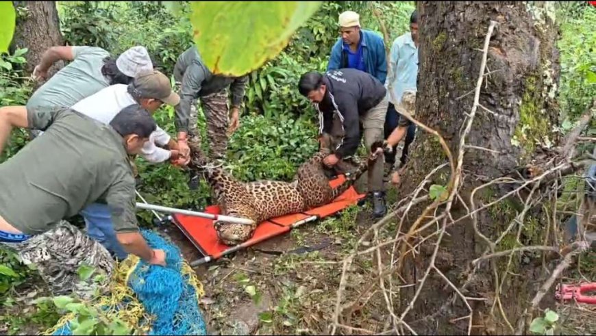 बड़ी खबर-: यहां फंसा तेंदुआ, वन विभाग ने ट्रैंकुलाइजर से किया सुरक्षित रेस्क्यू ।।