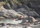 बालगंगा नदी में गिरी सेंट्रो कार, एक व्यक्ति का शव बरामद, दूसरा लापता।